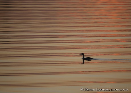 Great Crested Grebe, Podiceps cristatus