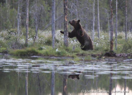 Brown Bear Ursus arctos Kuhmo Finland