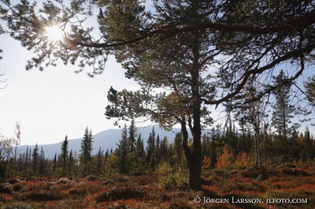 Autumn in the mountains