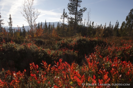 Autumn in the mountains