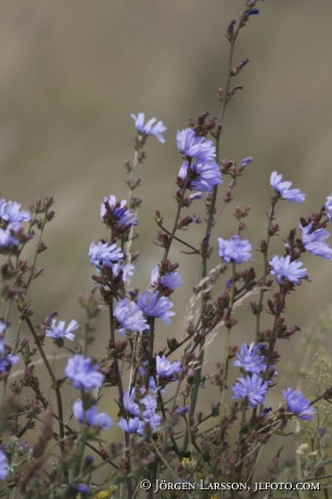 Cichorium intybus