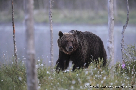 Brown Bear Ursus arctos Kuhmo Finland