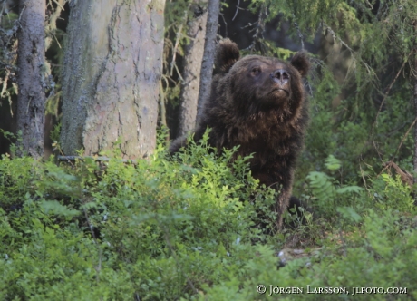 Brown Bear Ursus arctos Kuhmo Finland