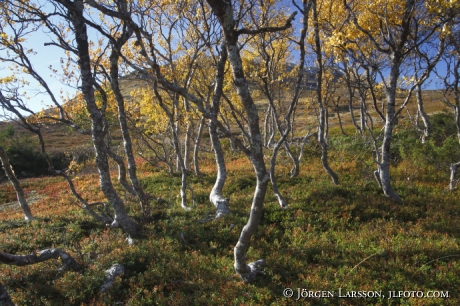 Mountain birch