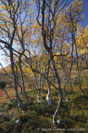 Mountain birch