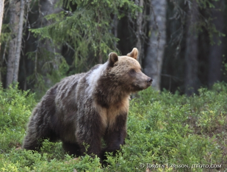 Brown Bear Ursus arctos Kuhmo Finland