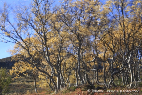 Mountain birch