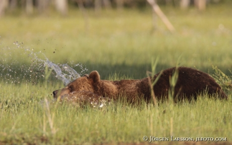 Brown Bear Ursus arctos Kuhmo Finland