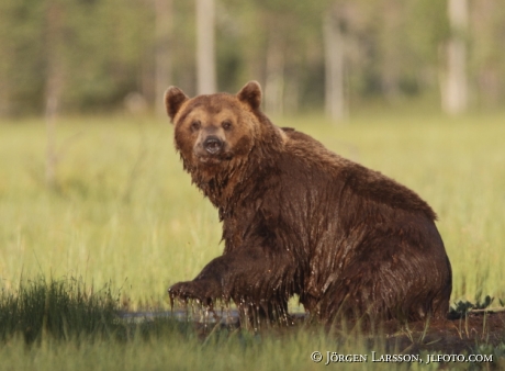 Brown Bear Ursus arctos Kuhmo Finland