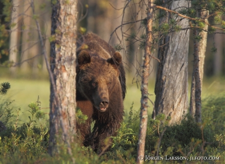 Brown Bear Ursus arctos Kuhmo Finland