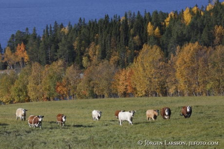 Cattle at Kall