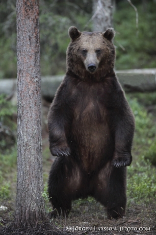 Brown Bear Ursus arctos Kuhmo Finland