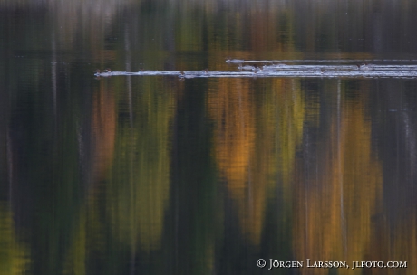 Goosander Mergus merganser 