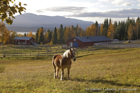 Haflinger