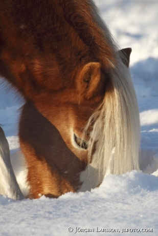 Icelandic horse  winter Sweden