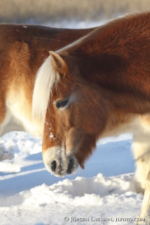 Icelandic horse  winter Sweden