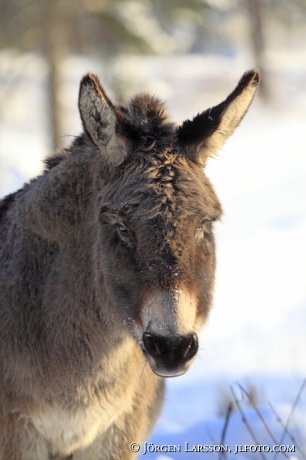 Donkey  Sweden