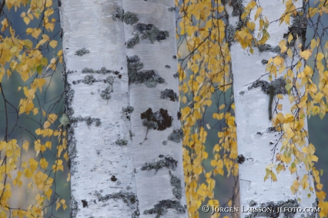 Birch in autumn