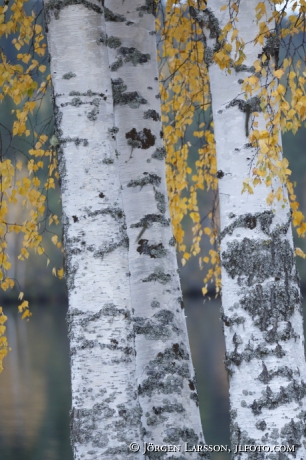 Birch in autumn