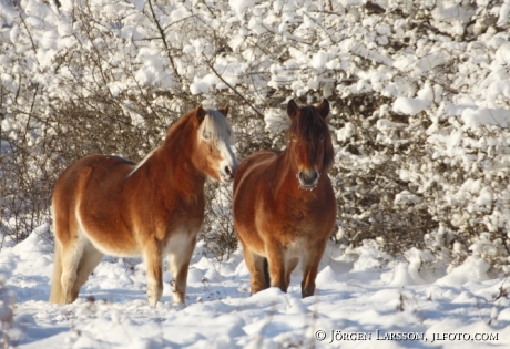 Icelandic horses Morko Sodermanland  Sweden