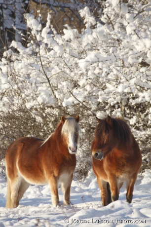 Icelandic horses Morko Sodermanland  Sweden