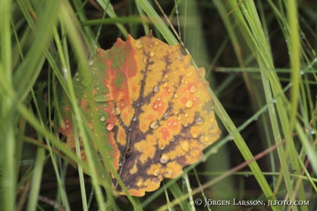 aspen leaves