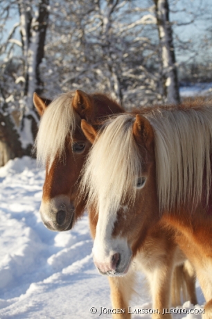 Icelandic horse   Morko Sweden