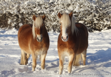 Icelandic horses Morko Sodermanland  Sweden