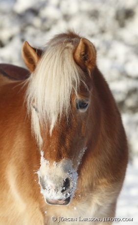 Icelandic horses Morko Sodermanland  Sweden