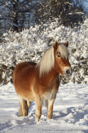 Icelandic horses Morko Sodermanland  Sweden