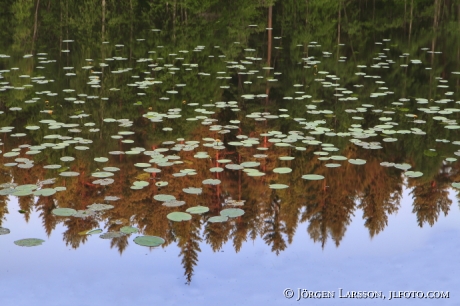 Reflection Lake Sweden