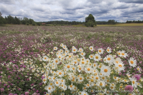 Flowers Soederkoeping Sweden