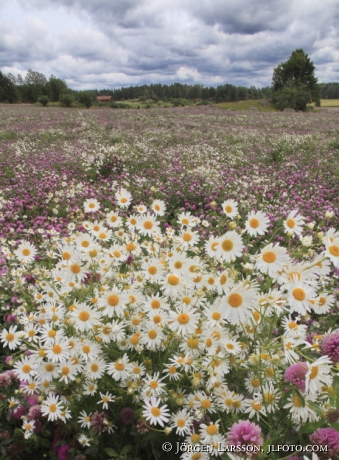 scentless mayweed and clover Soederkoeping Sweden