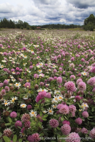 scentless mayweed and clover Soederkoeping Sweden