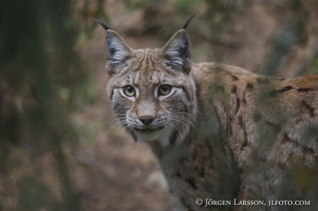 Lodjur lynx lynx 