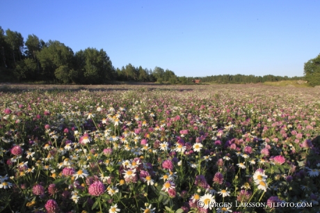 scentless mayweed and clover Soederkoeping Sweden