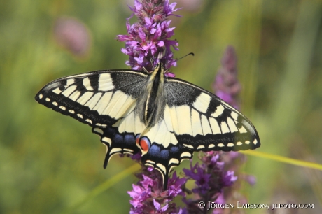 Swallowtail  Papilio machaon  Smaland Sweden