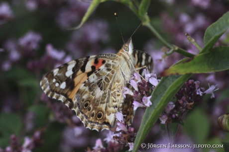 Painted lady Cynthia cardui Smaland Sweden