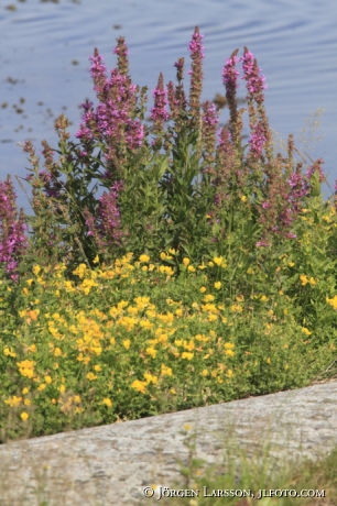 Lythrum salicaria Smaland Sweden