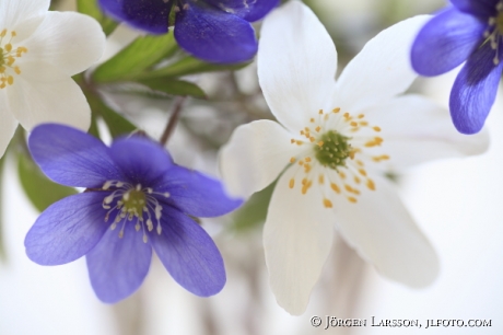 Springflowers