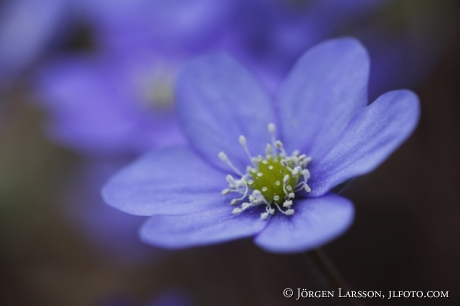 Herpatica nobilis Springflowers