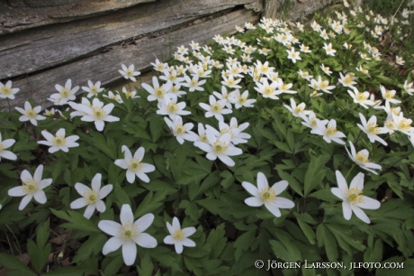 Anemone nemorosa