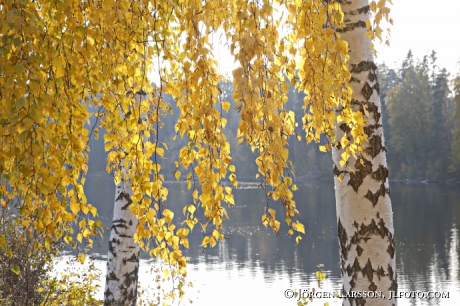 Birch in autumn