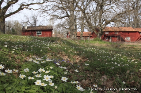 Spring at Bjornlunda Sodermanland Sweden