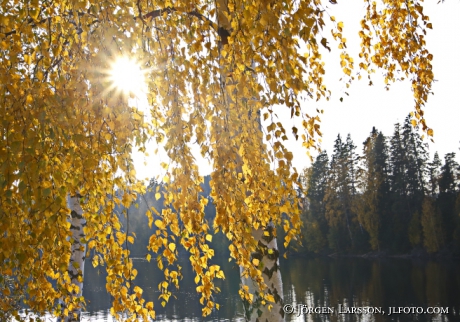 Birch in autumn