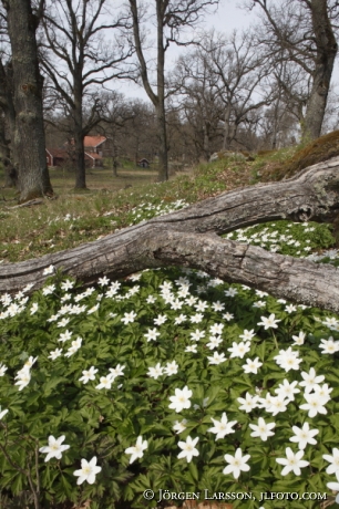 Sparreholm Sodermanland Sweden