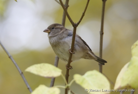 House sparrow