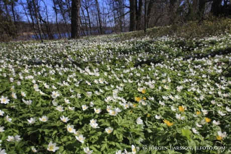 Springflowers Granso Vastervik Smaland