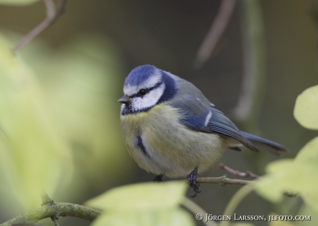 Blue Tit, Parus caeruleus