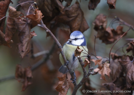 Blue Tit, Parus caeruleus